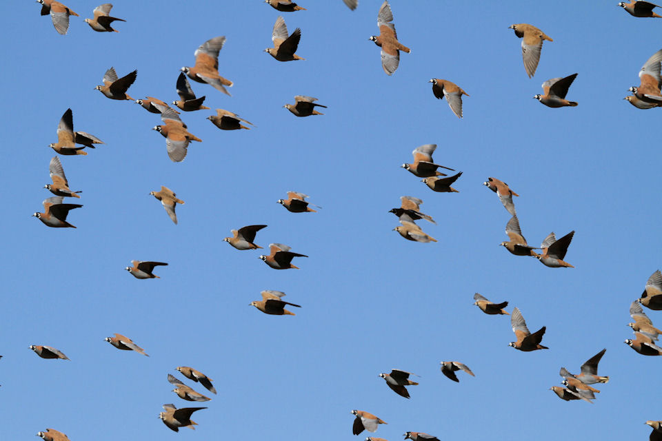 Flock Bronzewing (Phaps histrionica)